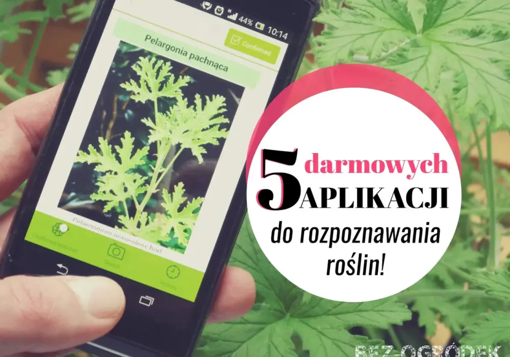 Najlepsza darmowa aplikacja do rozpoznawania roślin - Wybierz mądrze!