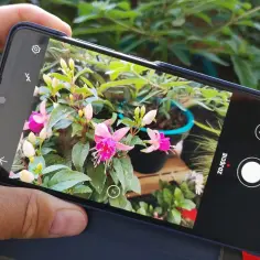 Dłoń trzyma smartfon, na ekranie którego aplikacja Plantsnap identyfikuje fuksje.