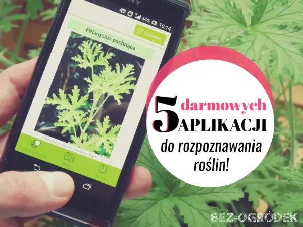 Najlepsza darmowa aplikacja do rozpoznawania roślin - Wybierz mądrze!